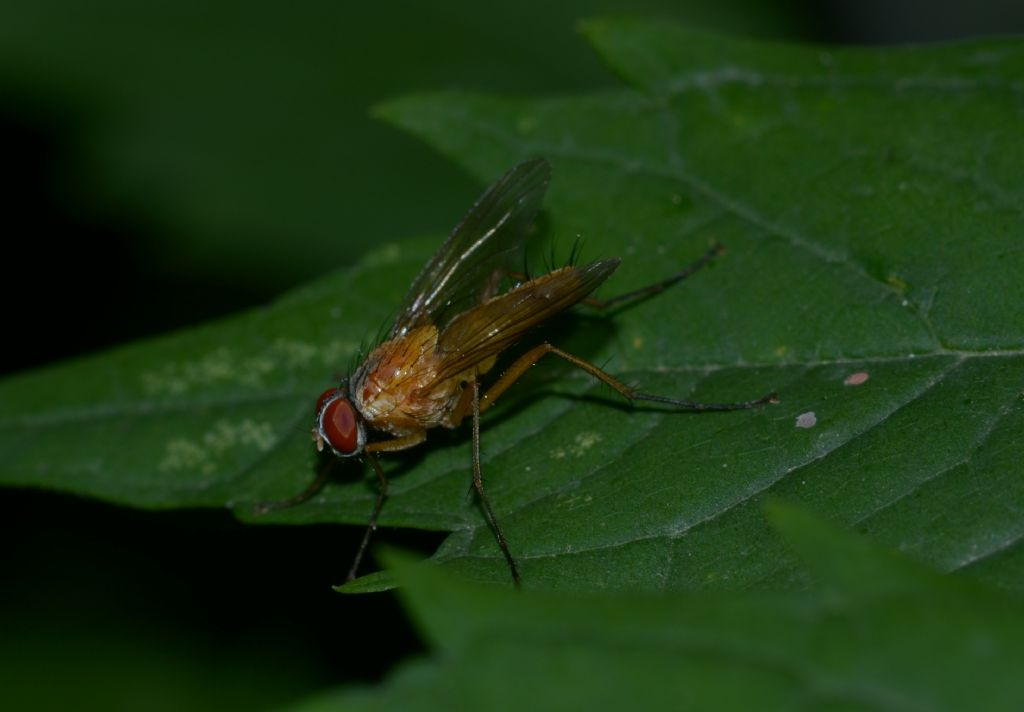 Achanthiptera rohrelliformis ? S